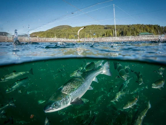 Canadian-fish-farm HD